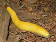 Banana_slug