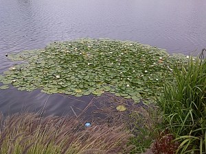 lilypads